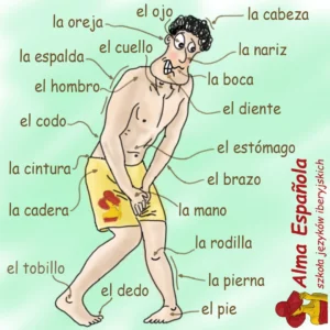 hiszpański - el cuerpo